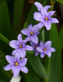 Blue Stars, Blue Corn Lily, Blue-Eyed Iris, Aristea ecklonii